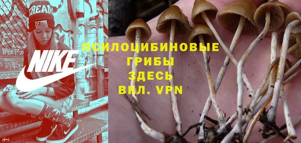 прущие грибы Алексеевка